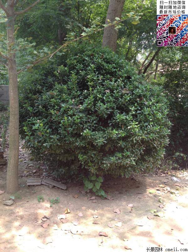 1.2米大葉黃楊球 1.2米大葉黃楊球