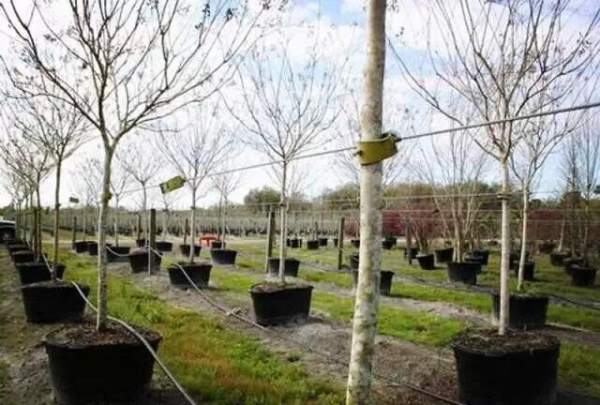 外國苗圃綠化苗木 外國苗圃綠化苗木