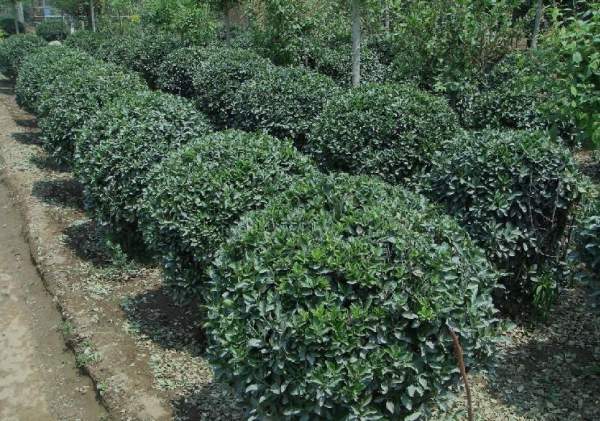 2013年大葉黃楊價格 2013年大葉黃楊價格