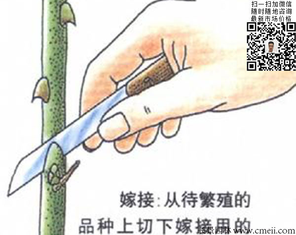 嫁接苗實生苗 嫁接苗實生苗