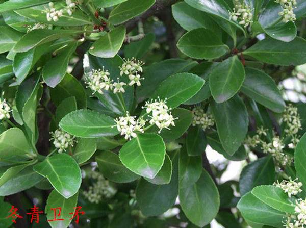 冬青衛(wèi)矛 冬青衛(wèi)矛