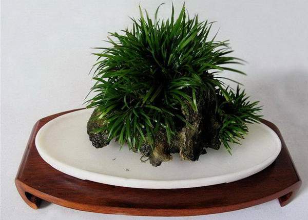 金錢菖蒲 金錢菖蒲