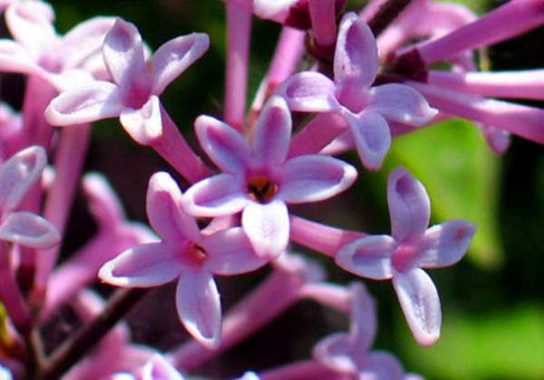 五瓣丁香花 五瓣丁香花