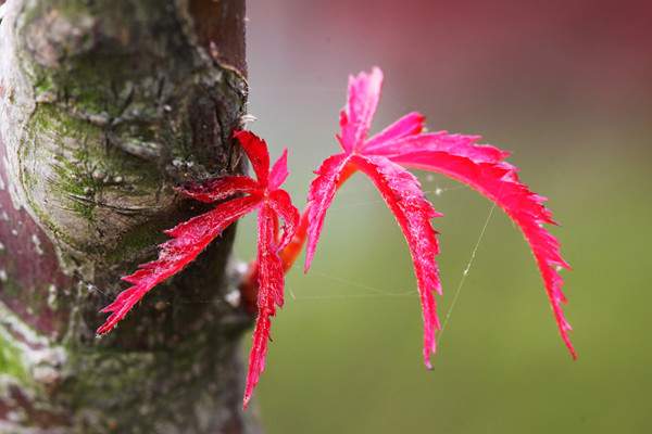 三季紅紅楓 三季紅紅楓