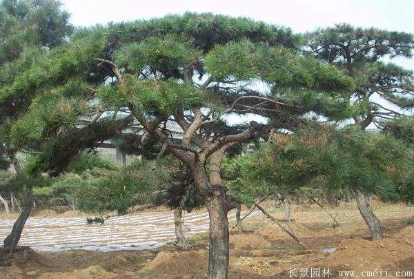 沭陽黑松造型 沭陽黑松造型