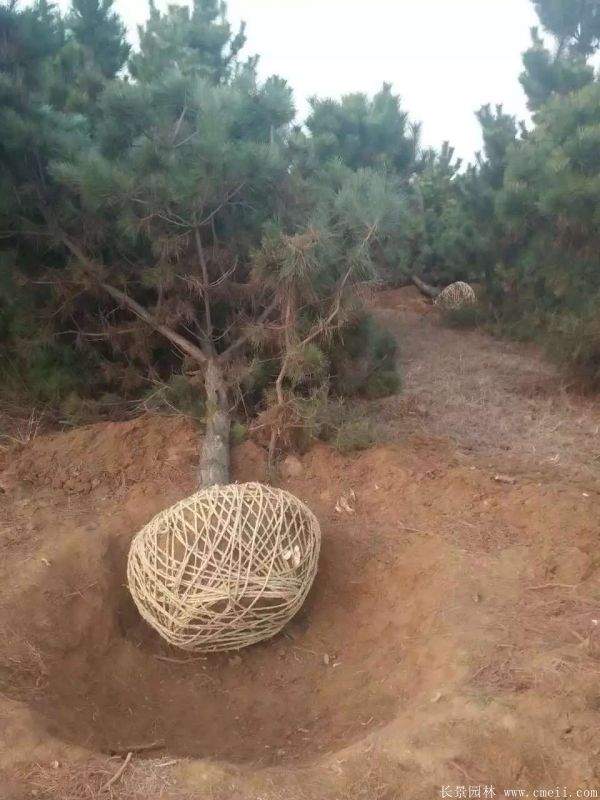 沭陽黑松的優勢 沭陽黑松的優勢