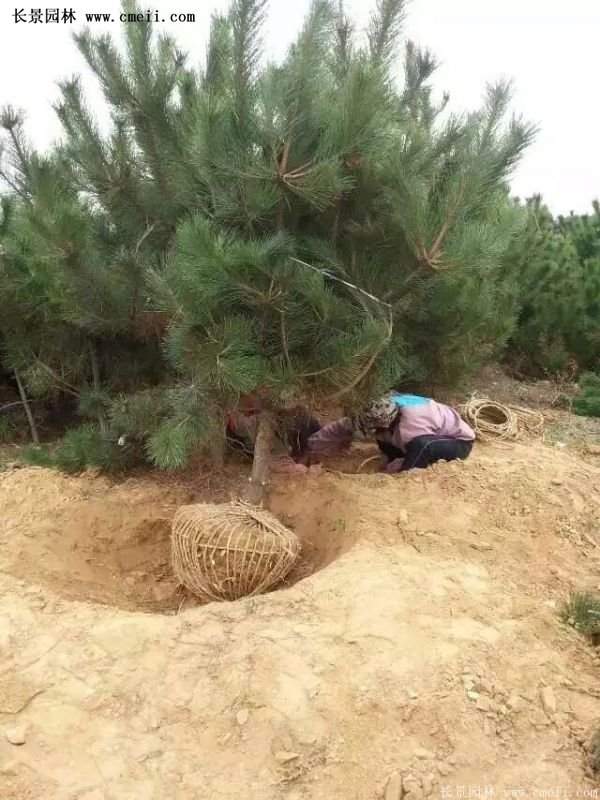 沭陽黑松苗、黑松樹 沭陽黑松苗、黑松樹