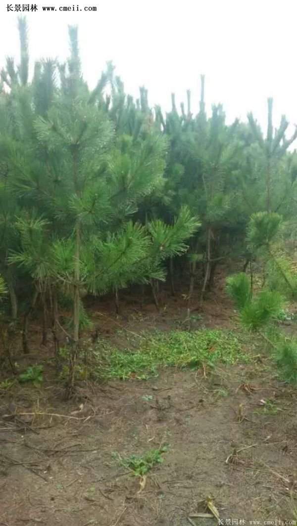 沭陽黑松苗、黑松樹 沭陽黑松苗、黑松樹