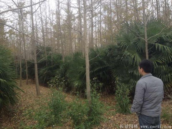 棕櫚苗木-沭陽長景園林 棕櫚苗木-沭陽長景園林