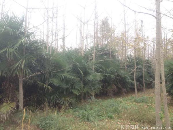 棕櫚苗木-沭陽長景園林 棕櫚苗木-沭陽長景園林