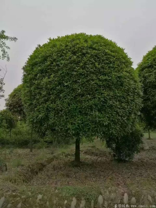 桂花樹圖片桂花樹基地實拍 桂花樹圖片桂花樹基地實拍