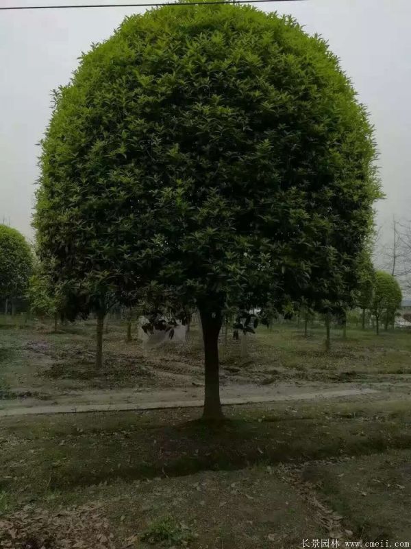 桂花樹圖片桂花樹基地實拍 桂花樹圖片桂花樹基地實拍