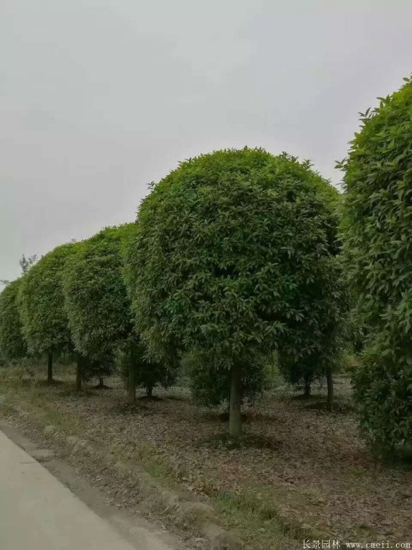 桂花樹圖片桂花樹基地實拍 桂花樹圖片桂花樹基地實拍