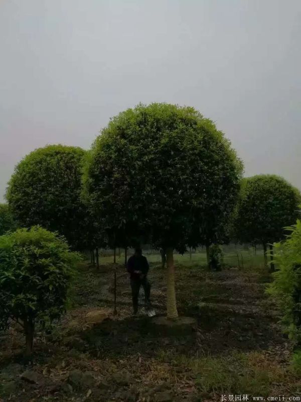桂花樹圖片桂花樹基地實拍 桂花樹圖片桂花樹基地實拍