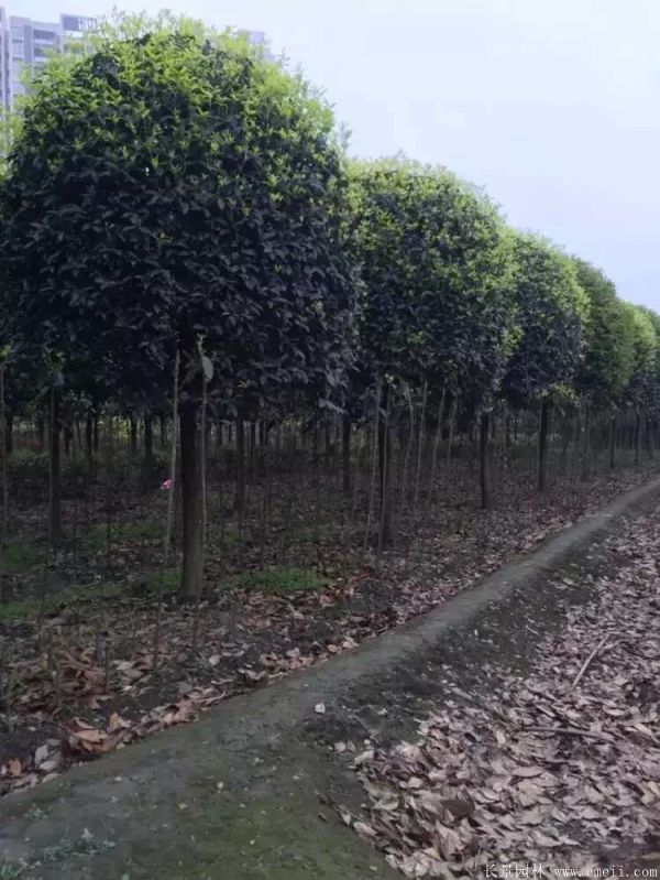 桂花樹圖片桂花樹基地實拍 桂花樹圖片桂花樹基地實拍