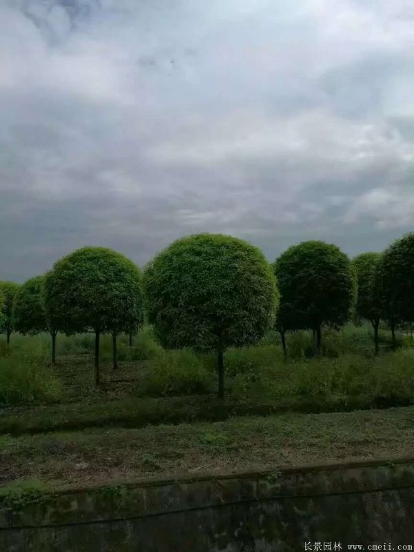桂花樹圖片桂花樹基地實拍 桂花樹圖片桂花樹基地實拍