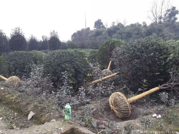 桂花樹圖片桂花樹基地實拍 桂花樹圖片桂花樹基地實拍