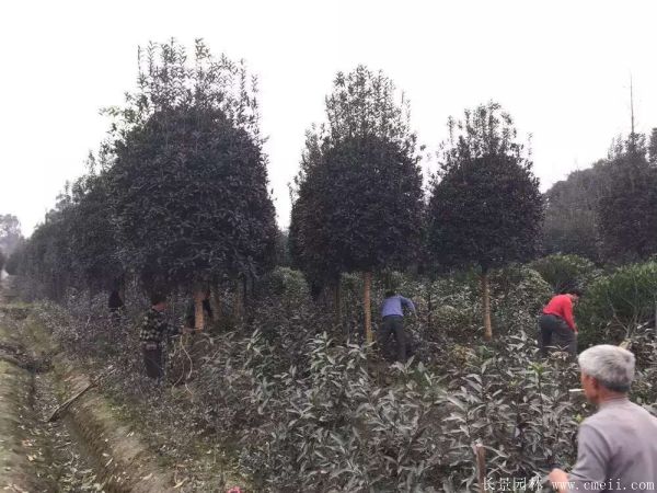 桂花樹圖片桂花樹基地實拍 桂花樹圖片桂花樹基地實拍