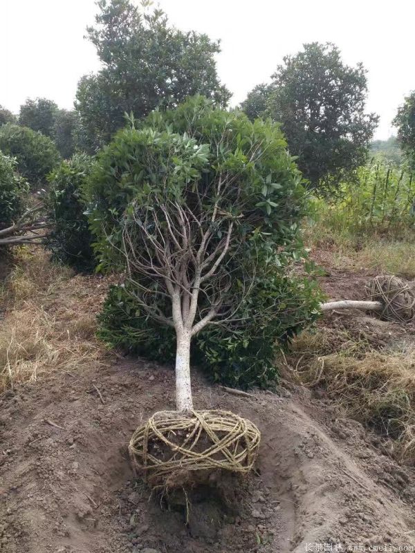 桂花樹圖片桂花樹基地實拍 桂花樹圖片桂花樹基地實拍