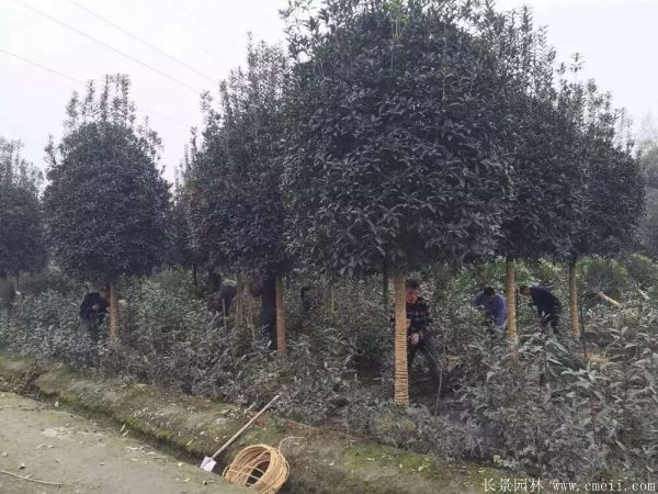 桂花樹圖片桂花樹基地實拍 桂花樹圖片桂花樹基地實拍