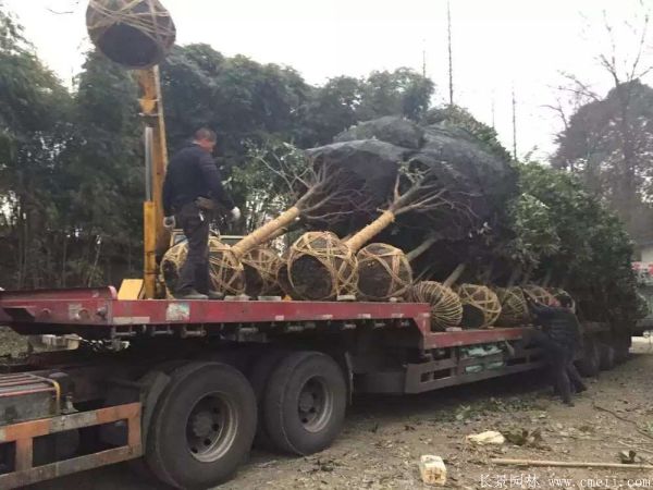 桂花樹圖片桂花樹基地實拍 桂花樹圖片桂花樹基地實拍