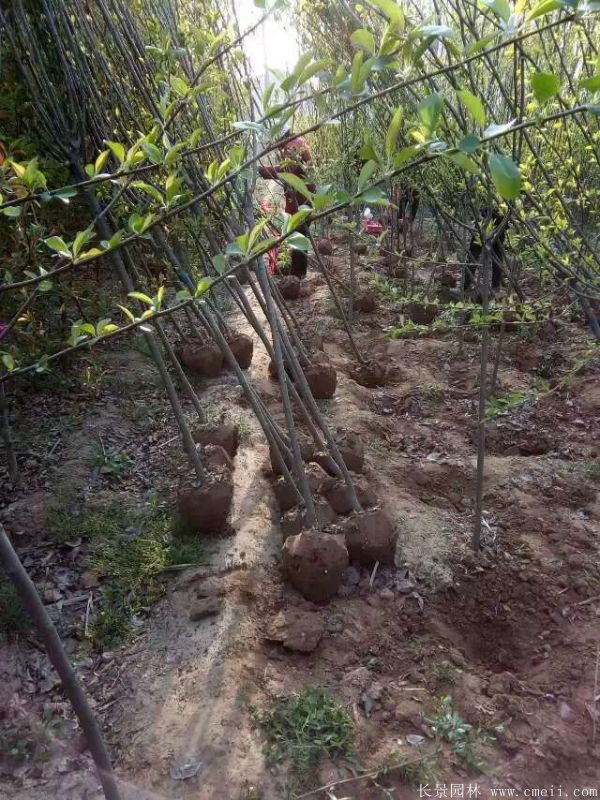 西府海棠圖片基地實拍 西府海棠圖片基地實拍