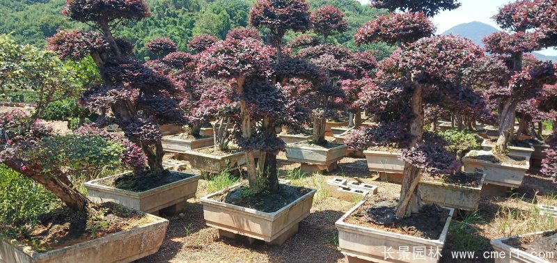 造型紅花繼木 造型紅花繼木