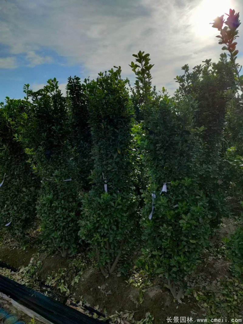 大葉黃楊柱 大葉黃楊柱